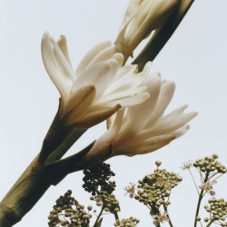 Tuberose Angelica Cologne...